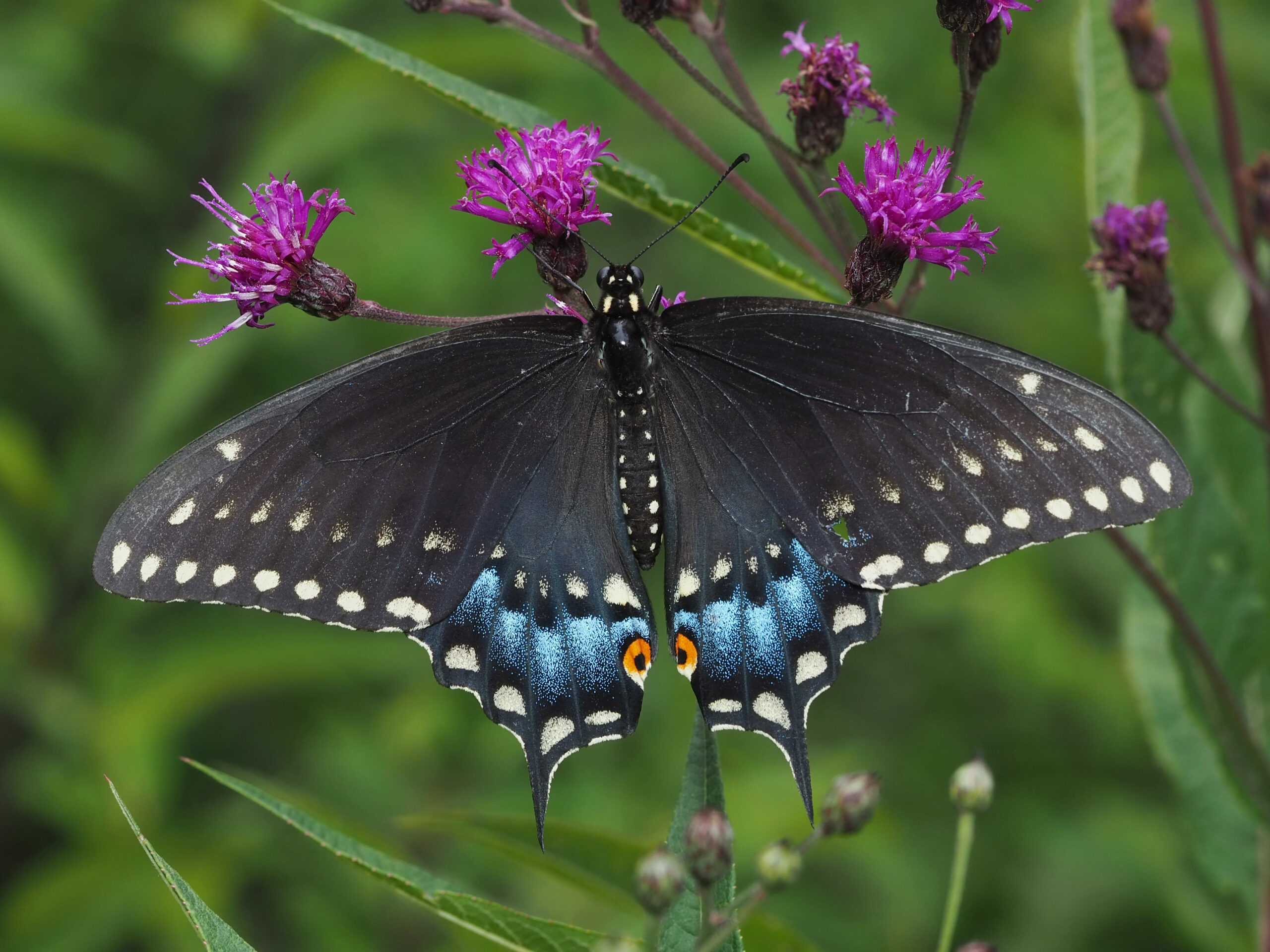 papilio polyxenes 89979828