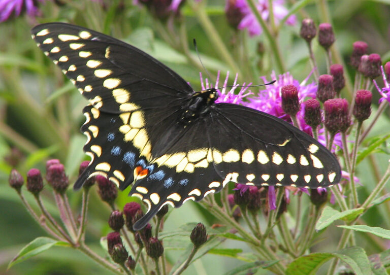 file:black swallowtail papilio polyxenes 1700px.jpg