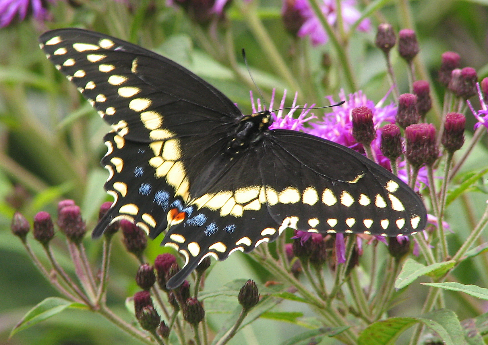 file:black swallowtail papilio polyxenes 1700px.jpg