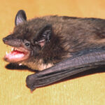 Evening Bat