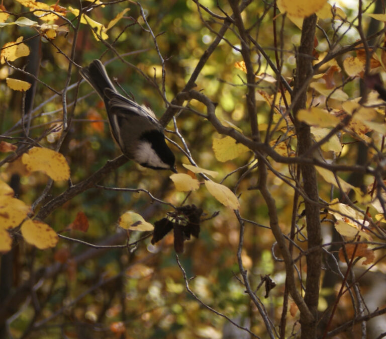 file:black capped chickadee poecile atricapillus..jpg
