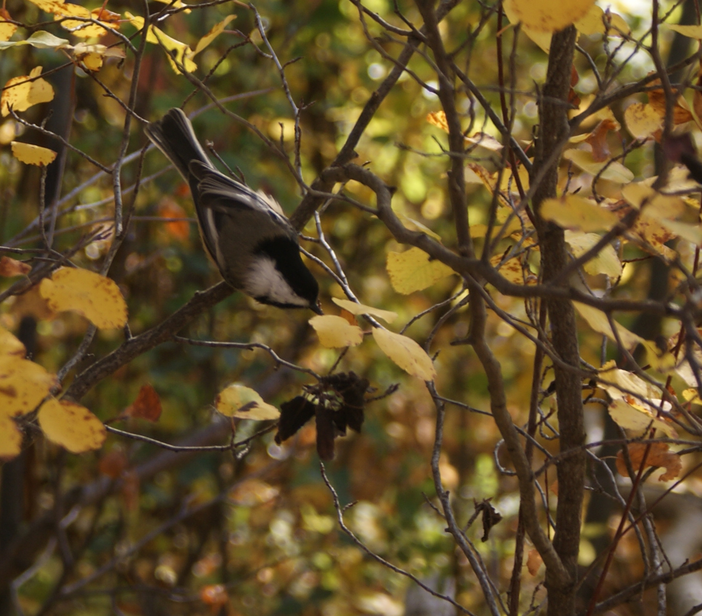 file:black capped chickadee poecile atricapillus..jpg