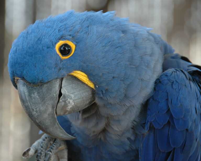 anodorhynchus hyacinthinus hyacinth macaw side of head anodorhynchus hyacinthinus hyacinth macaw side of head