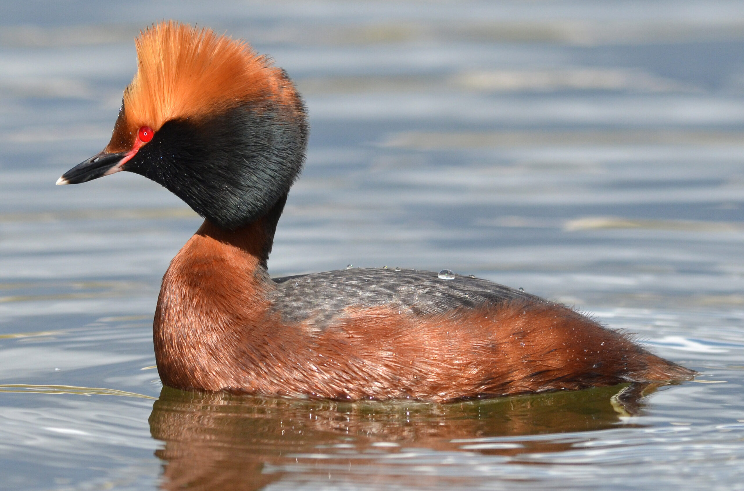 podiceps auritus (13909575538) (cropped) podiceps auritus (13909575538) (cropped) Horned Grebe