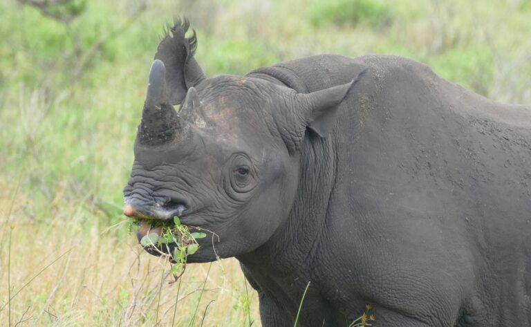 black rhino (diceros bicornis) browsing … (46584052962) black rhino (diceros bicornis) browsing … (46584052962)