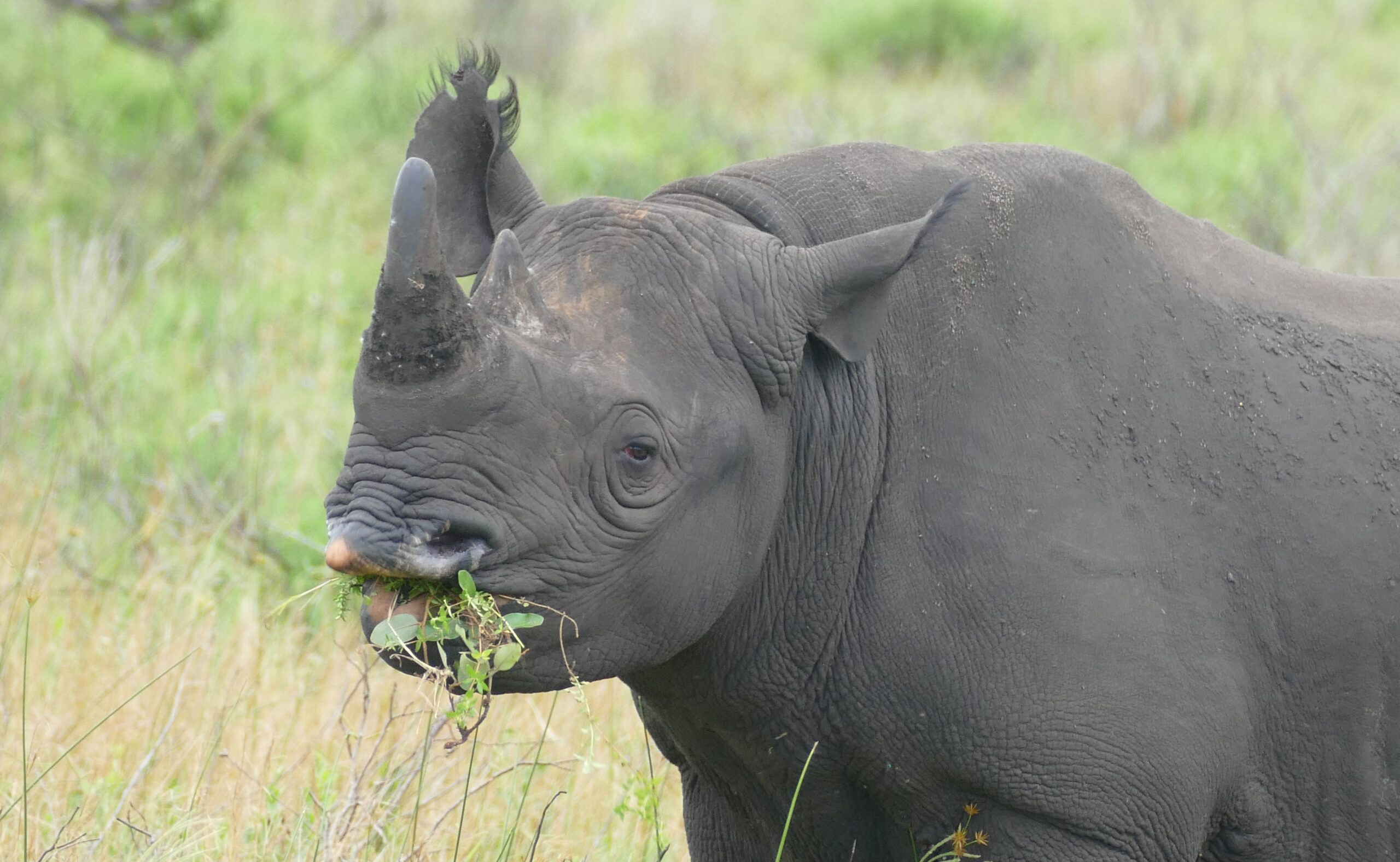 black rhino (diceros bicornis) browsing … (46584052962) black rhino (diceros bicornis) browsing … (46584052962)