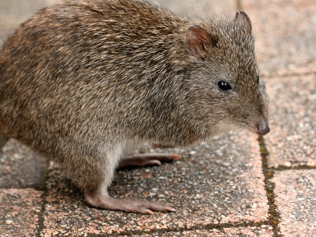 long nosed potoroo long nosed potoroo