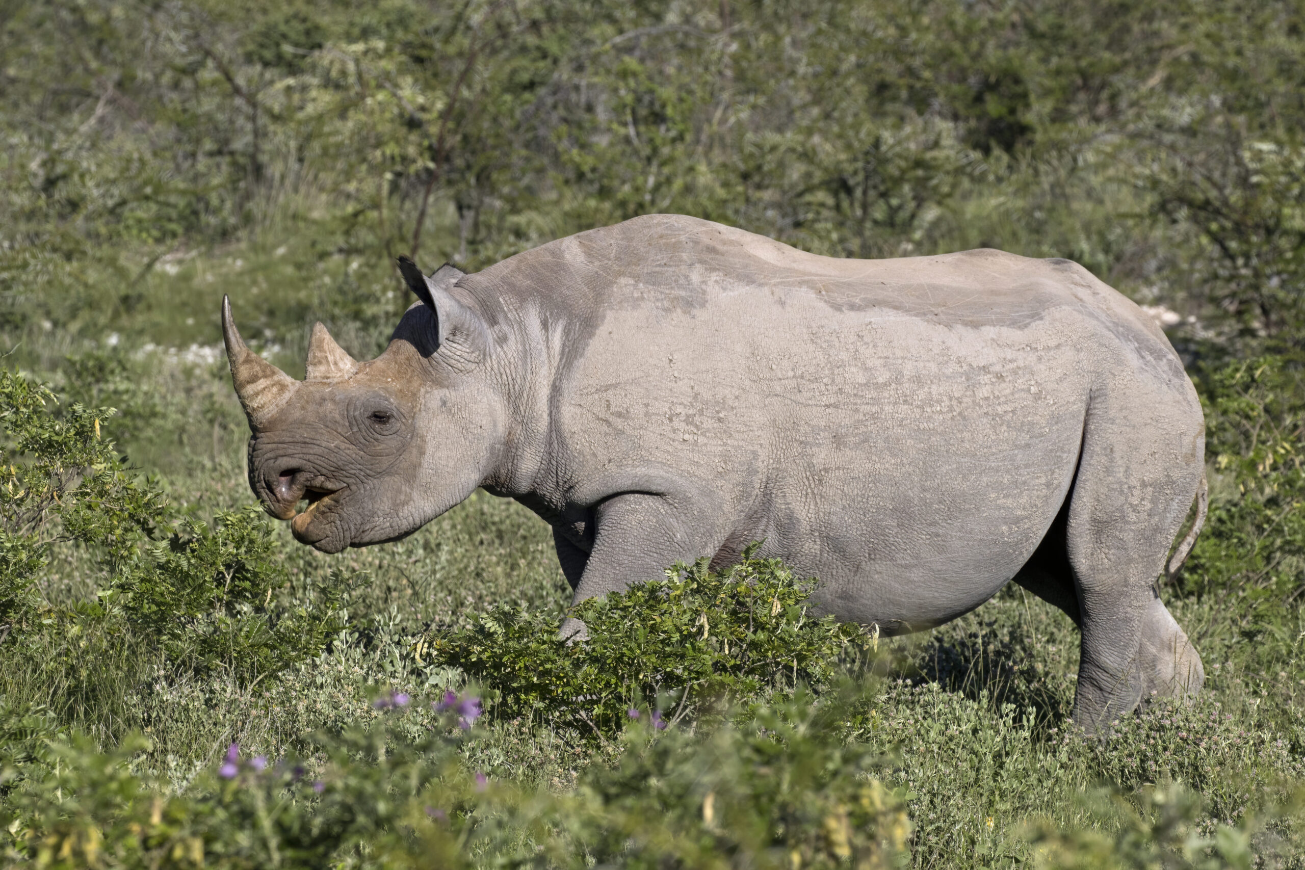 south western black rhinoceros (diceros bicornis occidentalis) female south western black rhinoceros (diceros bicornis occidentalis) female