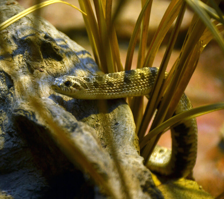 file:heterodon nasicus zoo amneville 28092014 2.jpg file:heterodon nasicus zoo amneville 28092014 2.jpg
