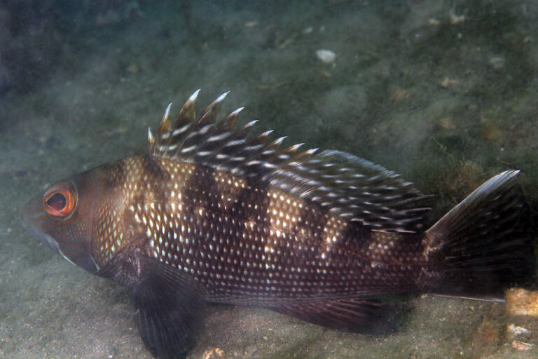 img 9600b black sea bass (centropristis striata) img 9600b black sea bass (centropristis striata)