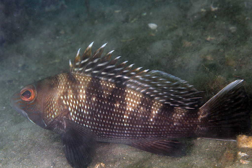 img 9600b black sea bass (centropristis striata) img 9600b black sea bass (centropristis striata)