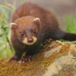 European Polecat