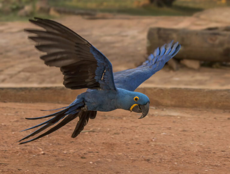 hyacinth macaw (anodorhynchus hyacinthinus) in flight hyacinth macaw (anodorhynchus hyacinthinus) in flight
