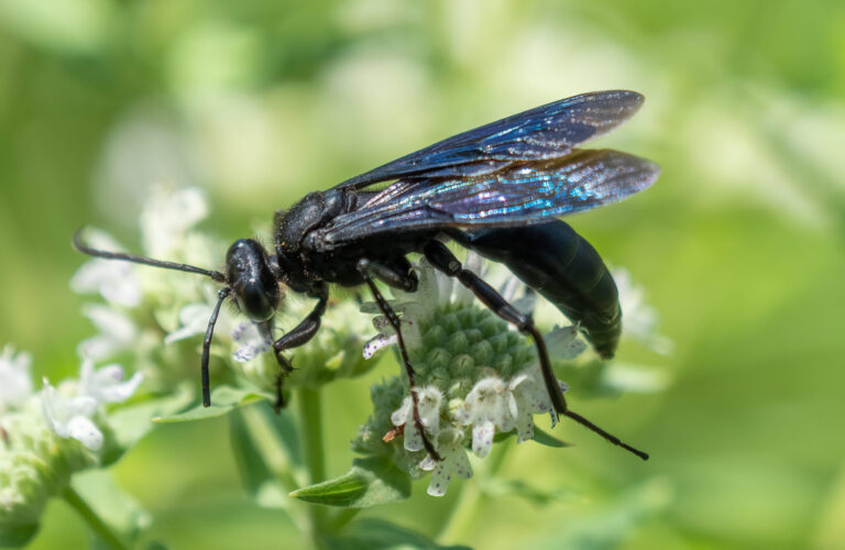 great black digger wasp (31782) great black digger wasp (31782) Black Wasp
