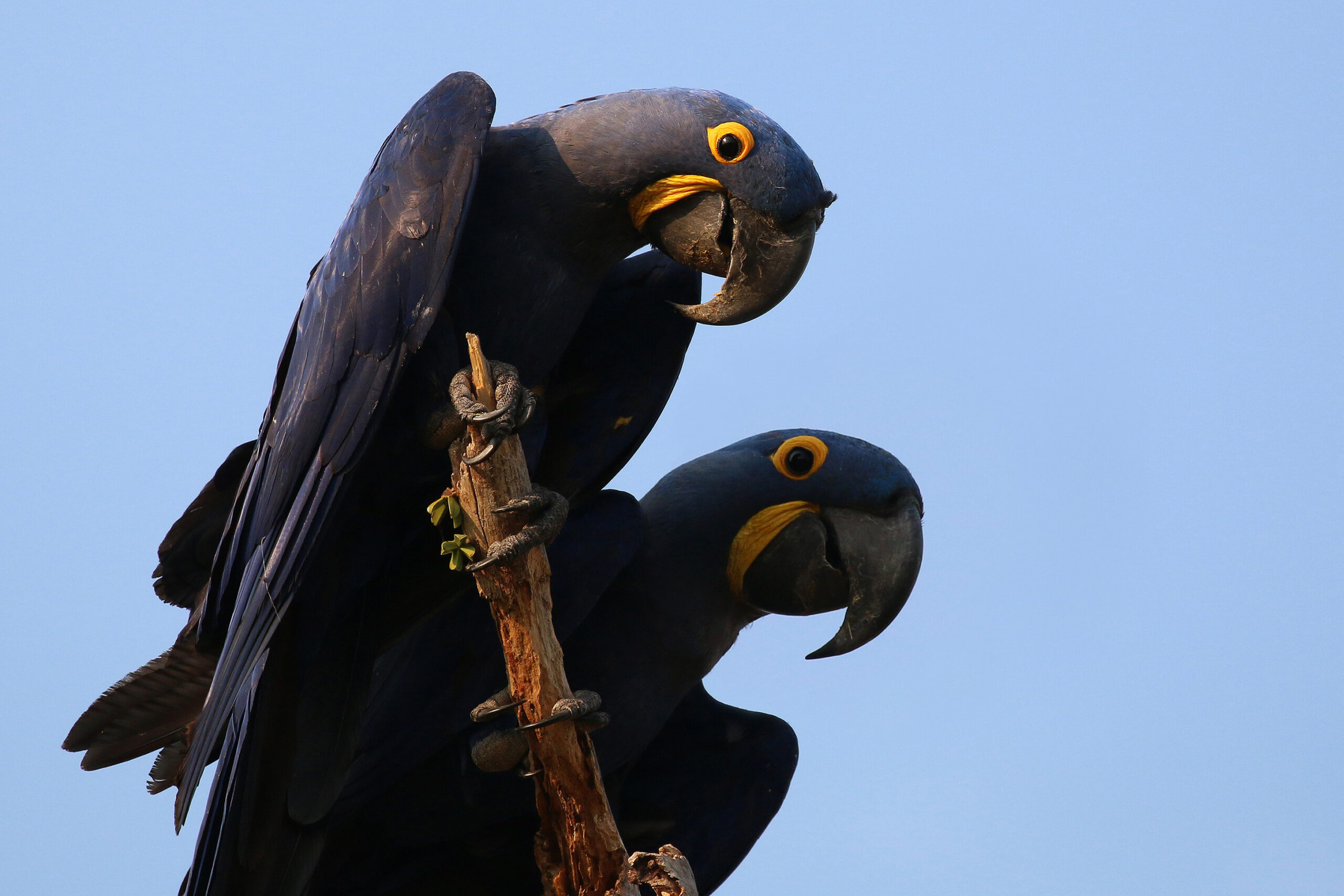 hyacinth macaws (anodorhynchus hyacinthinus) 2 hyacinth macaws (anodorhynchus hyacinthinus) 2