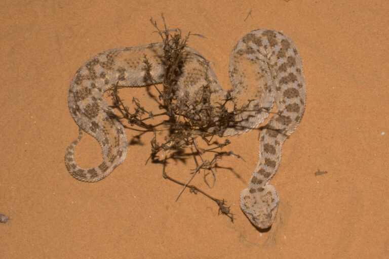 horned desert viper (cerastes cerastes), israel 03