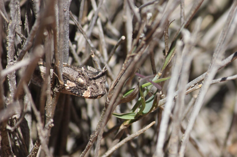bitis cornuta 95714909