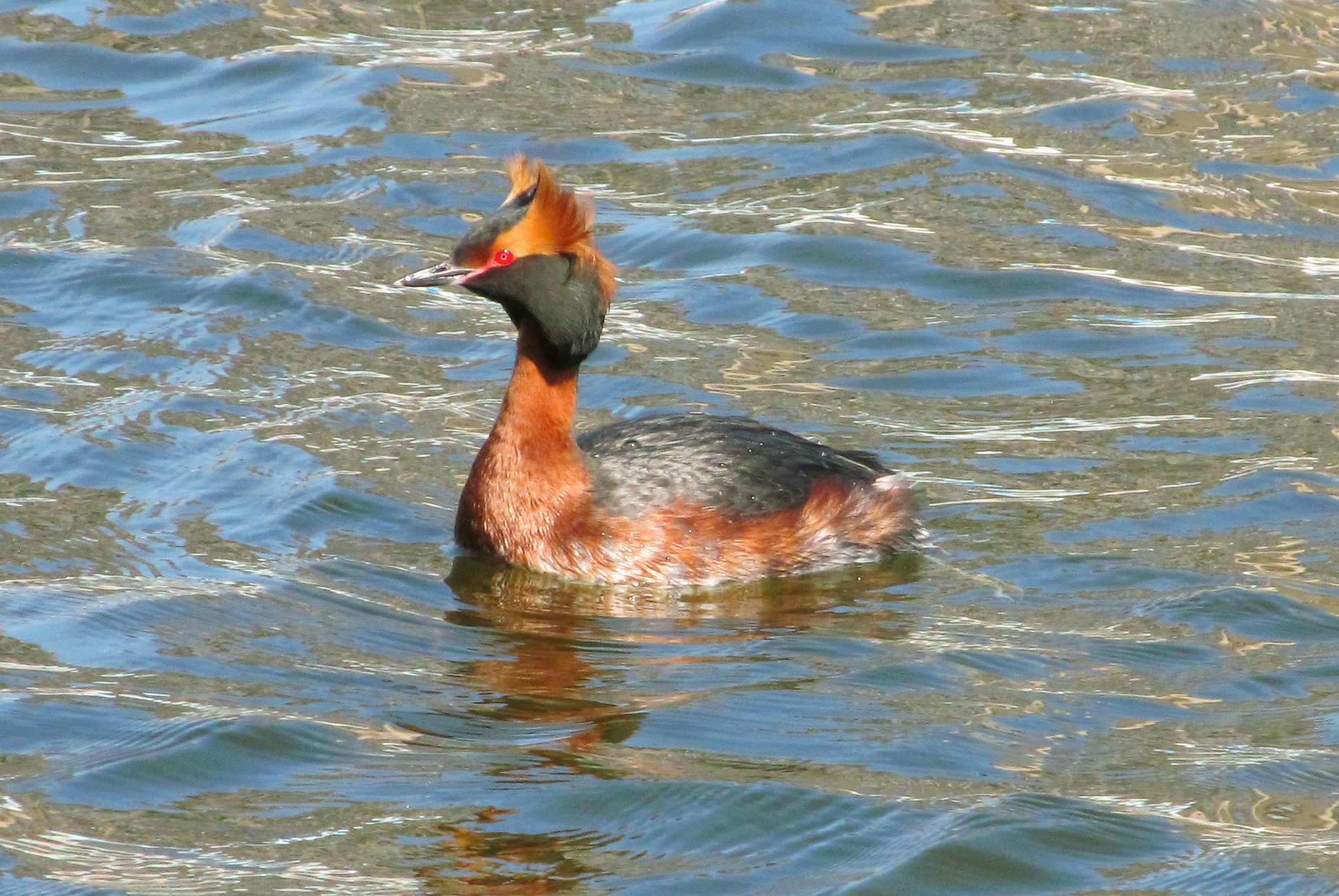 podiceps auritus Красношейная поганка 03 podiceps auritus Красношейная поганка 03