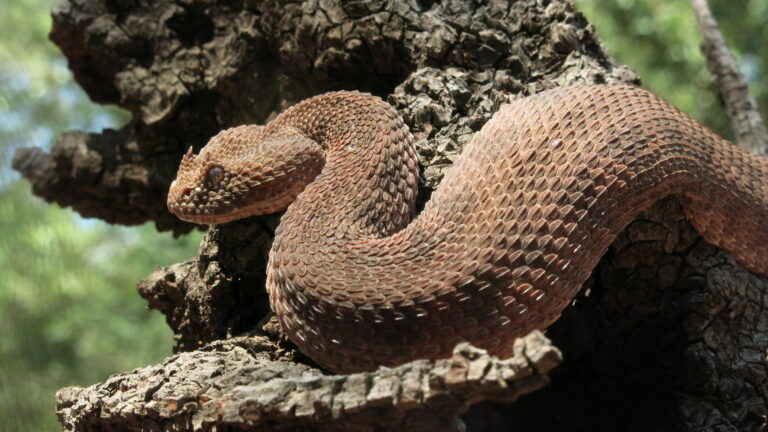 bitis caudalis 97094459