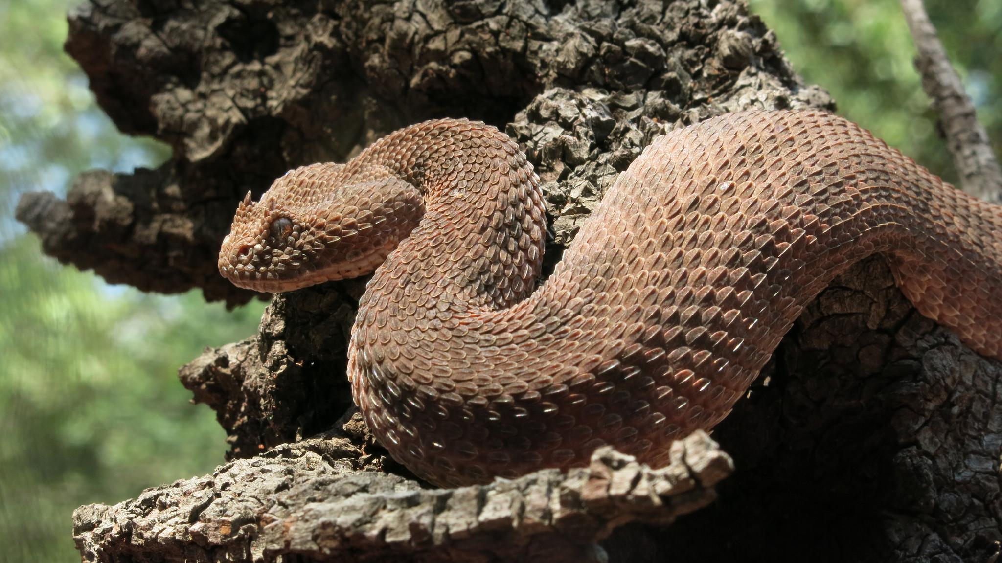 bitis caudalis 97094459