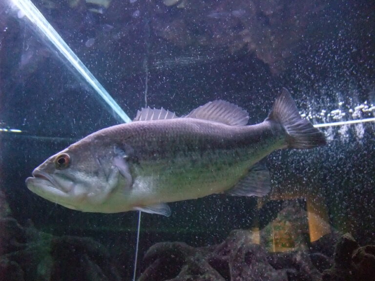 file:valladolid la casa del río 9 black bass (micrpoterus salmoides).jpg