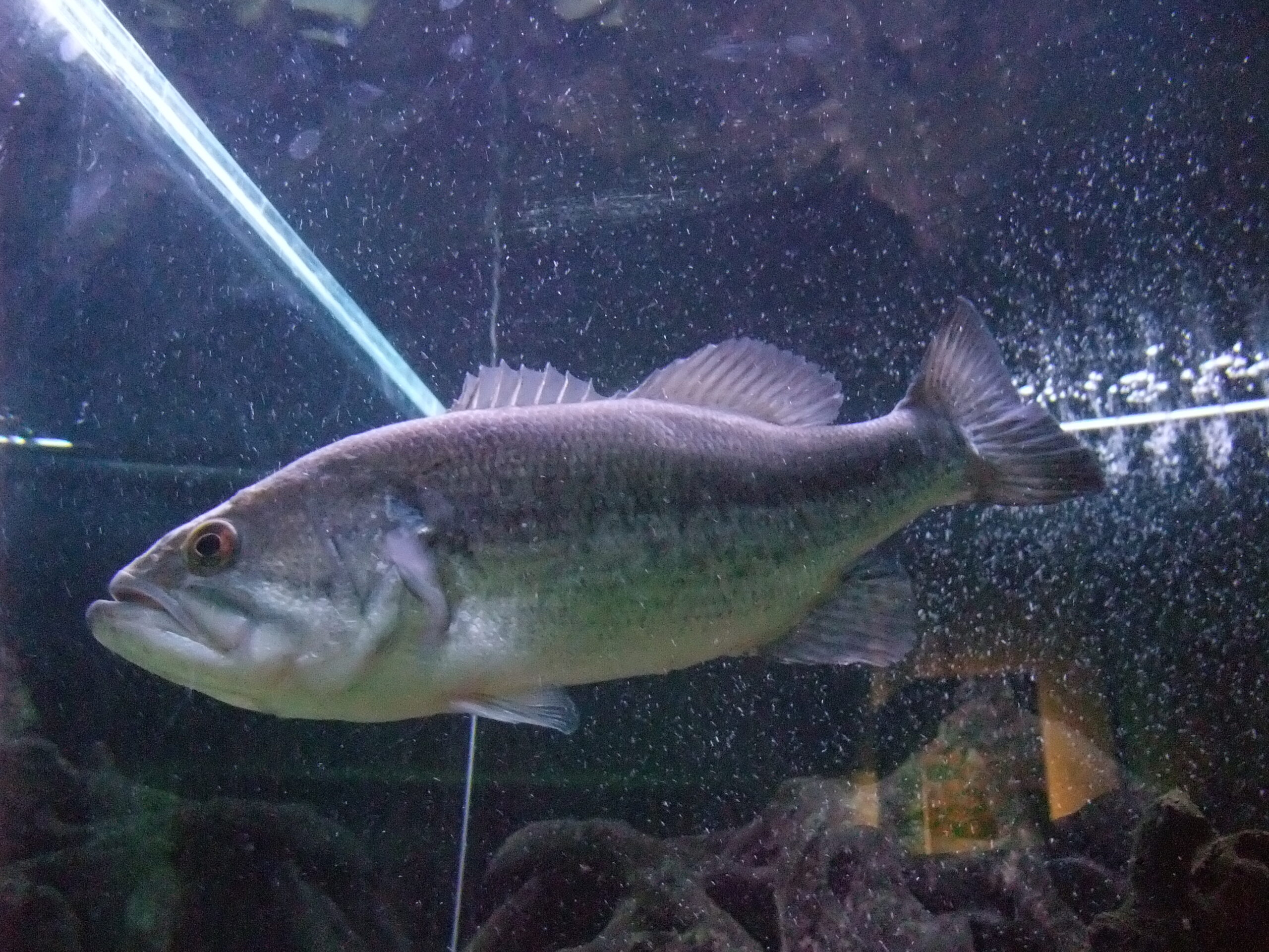 file:valladolid la casa del río 9 black bass (micrpoterus salmoides).jpg