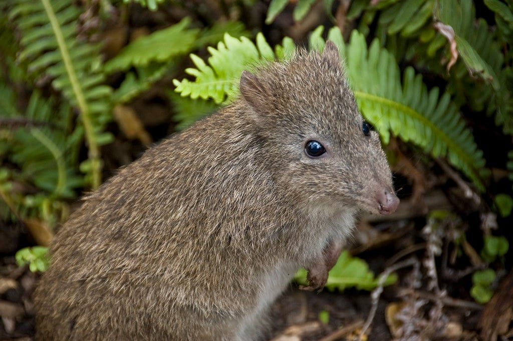 long nosed potoroo long nosed potoroo