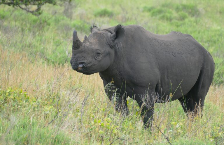 black rhino (diceros bicornis) (31695062047) black rhino (diceros bicornis) (31695062047)