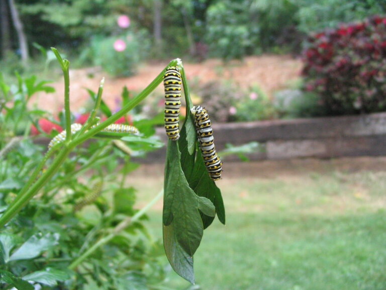 papilio polyxenes caterpillars fifth instar