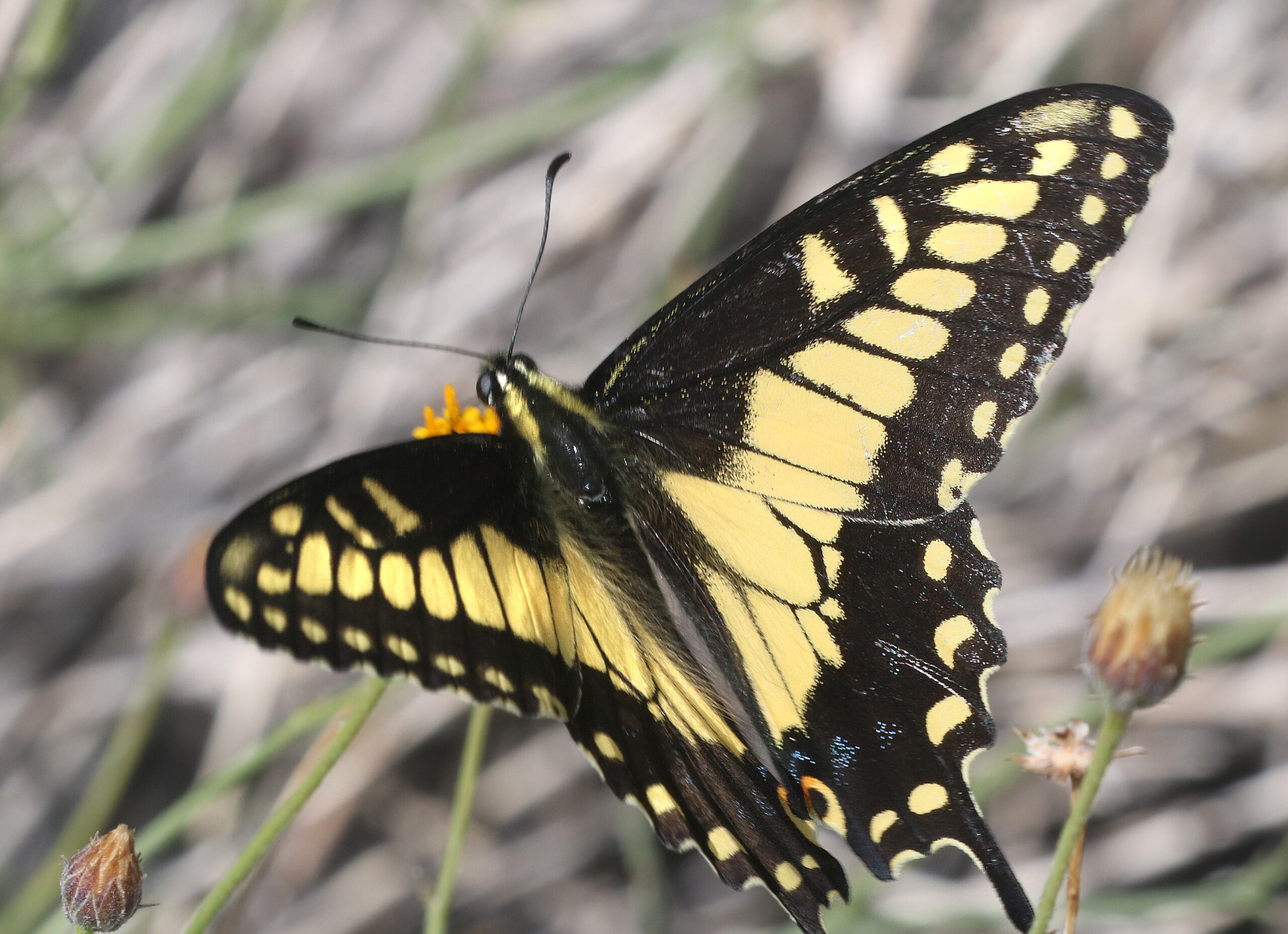 swallowtail, desert black (papilio polyxenes coloro) (3 26 2016) plum wash, anza borrego state park, san diego co, ca 05 (25554917904)