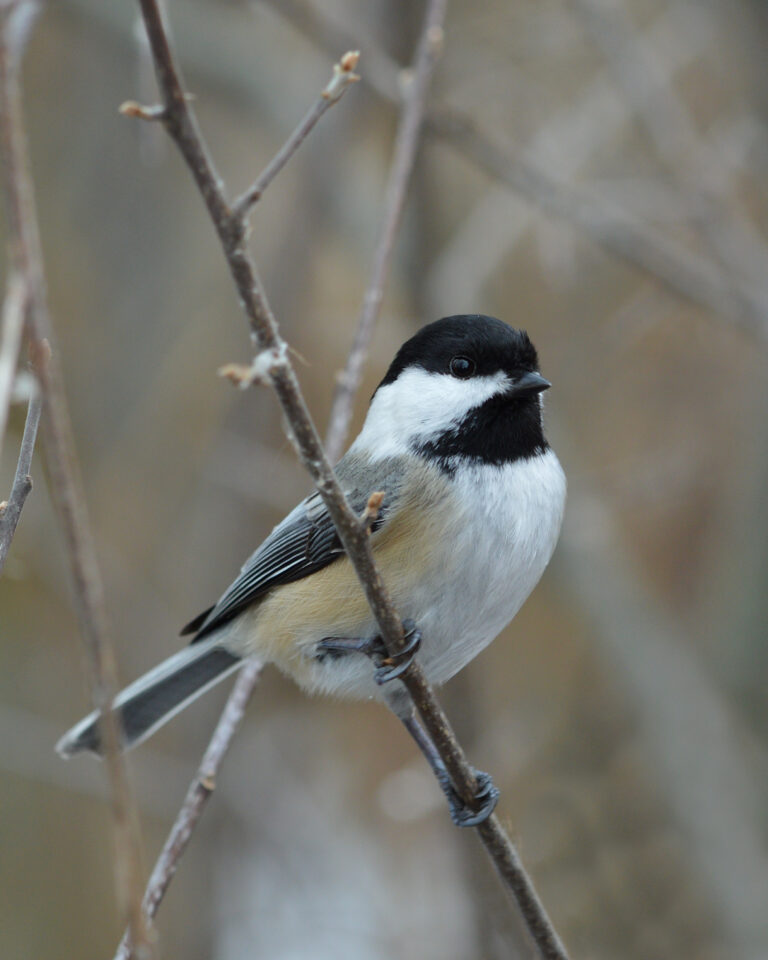 black capped chickadee (poecile atricapillus) cambridge, ontario 02