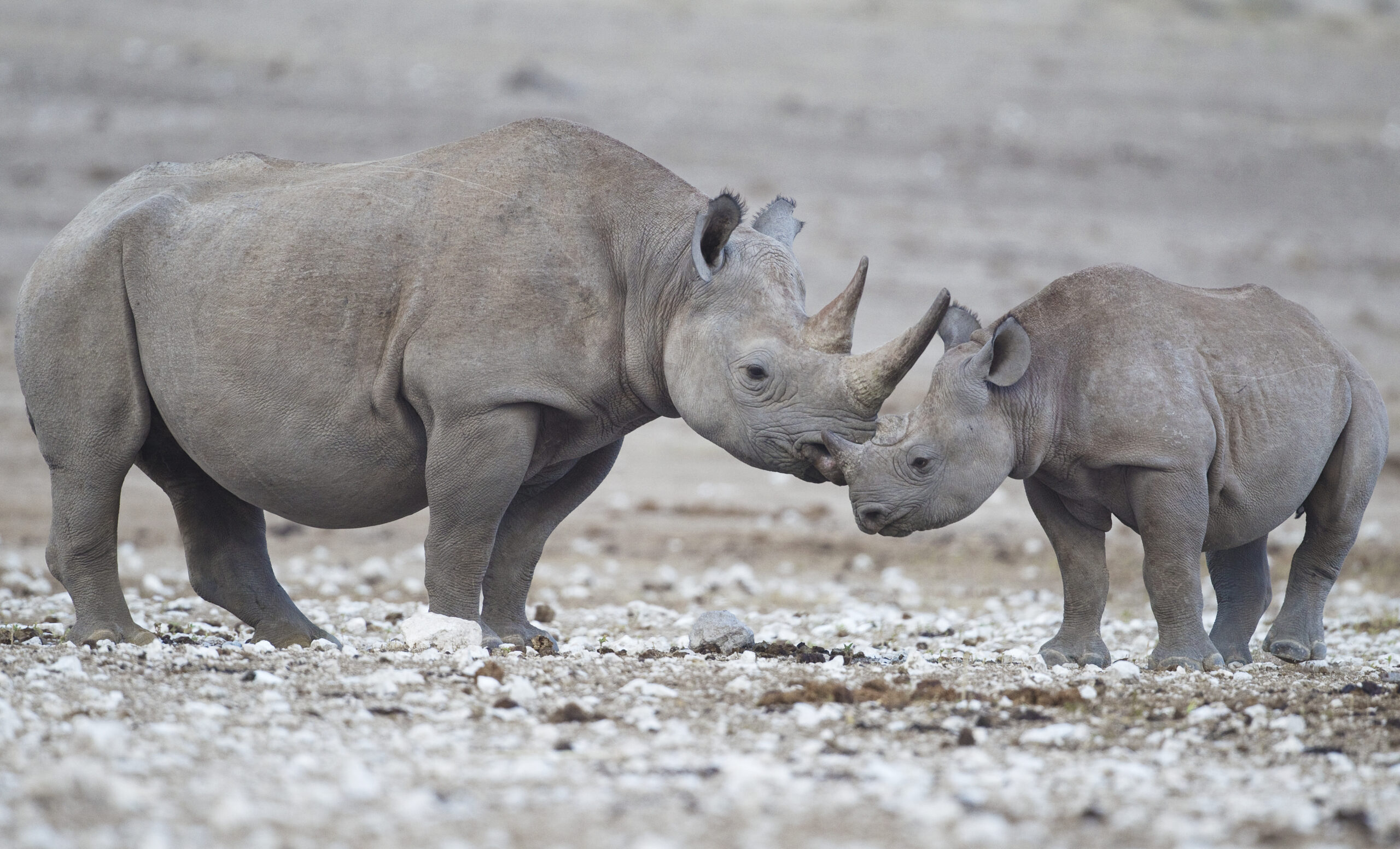 diceros bicornis (etosha) diceros bicornis (etosha) Black Rhinoceros