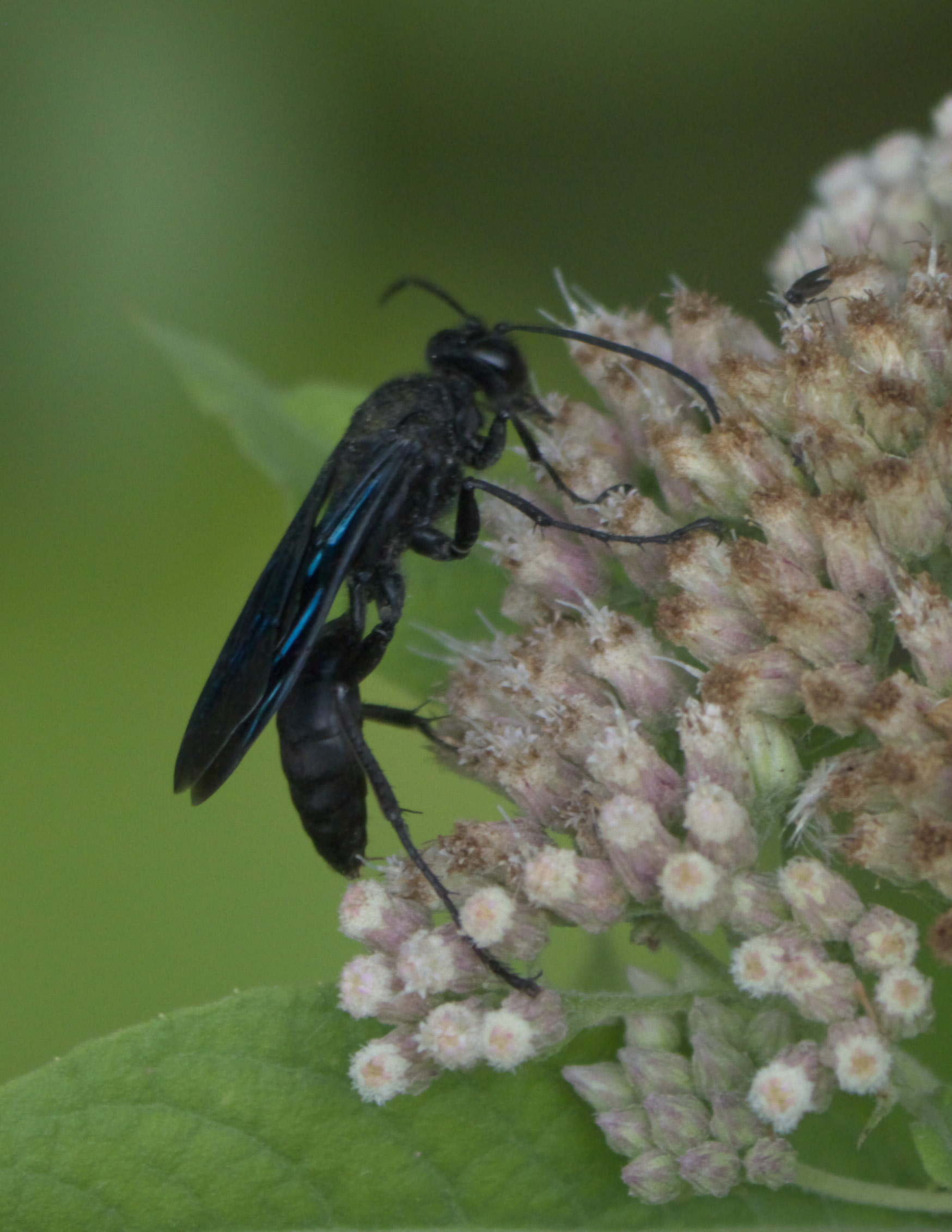 sphex pensylvanicus p1280243a sphex pensylvanicus p1280243a