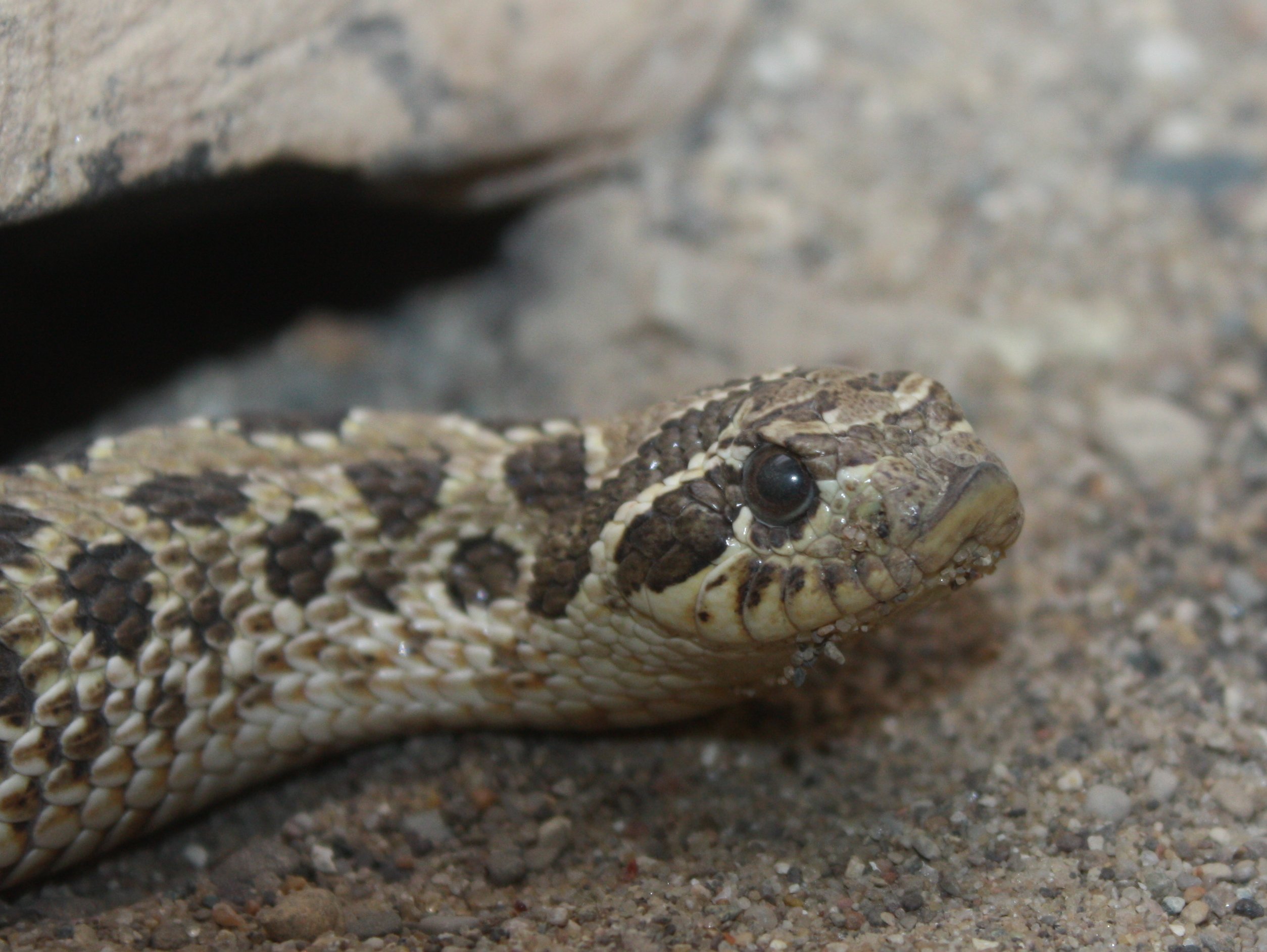 file:western hognose snake by trisha.jpg file:western hognose snake by trisha.jpg