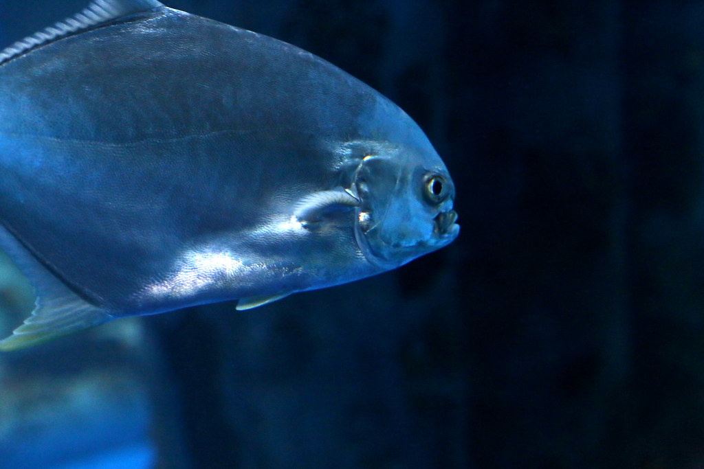 pompano texas state aquarium 6d4249