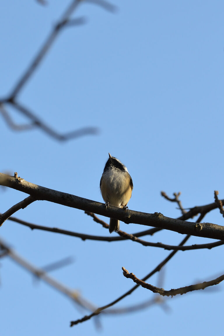 black capped chickadee (poecile atricapillus) guelph, ontario 02