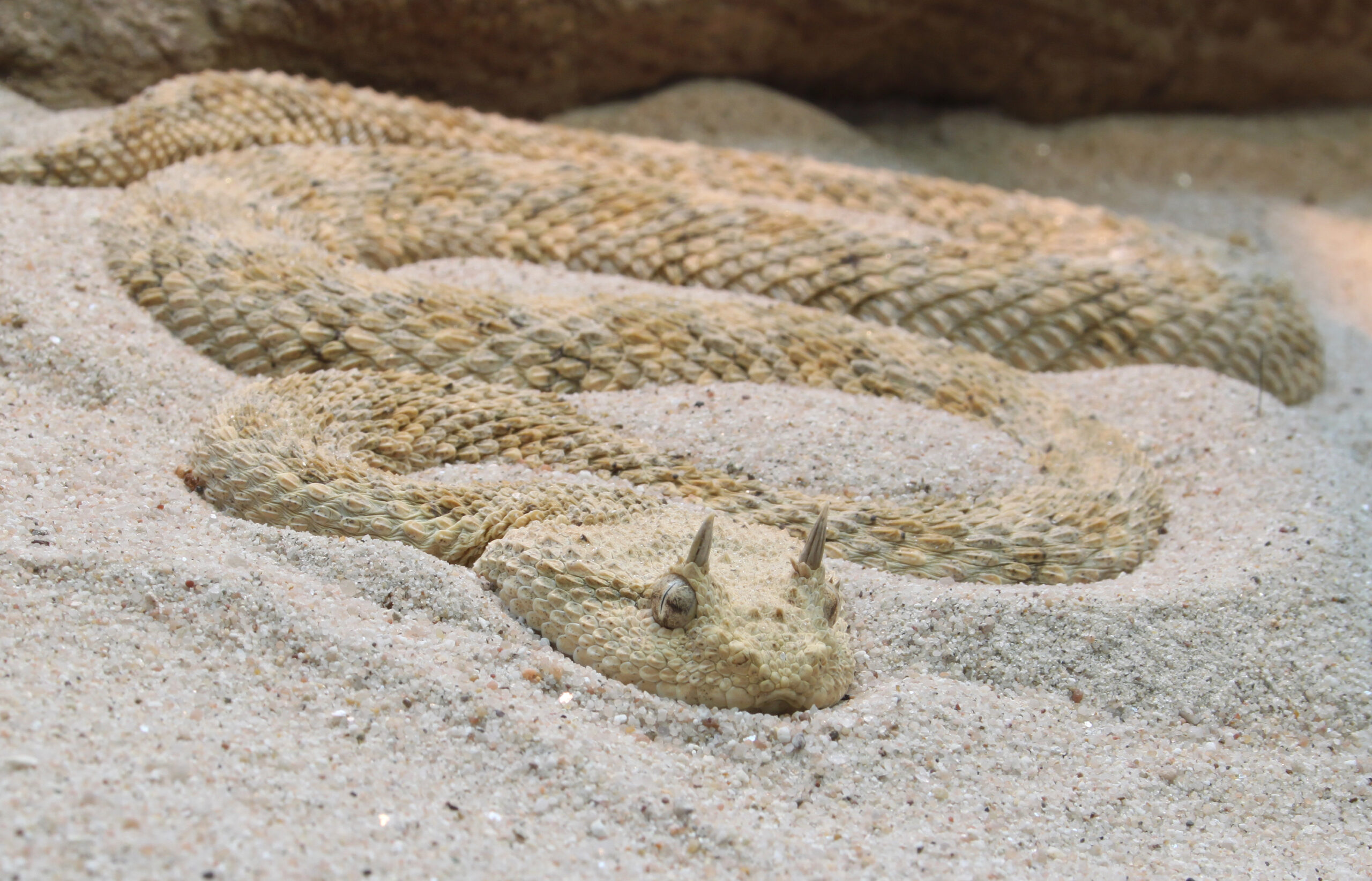 hornviper cerastes cerastes