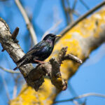 European Starling