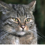 European Wildcat