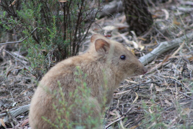 long nosed potoroo (potorous tridactylus) 2 long nosed potoroo (potorous tridactylus) 2