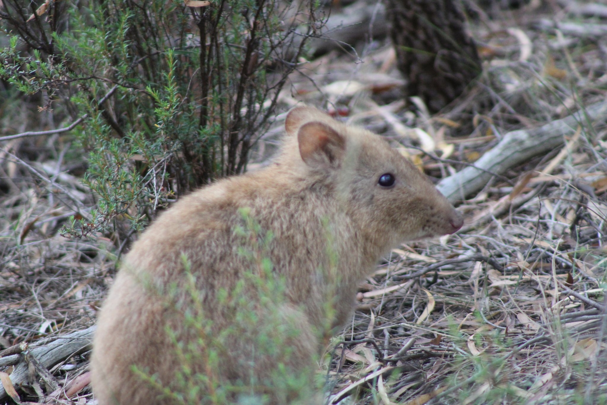 long nosed potoroo (potorous tridactylus) 2 long nosed potoroo (potorous tridactylus) 2