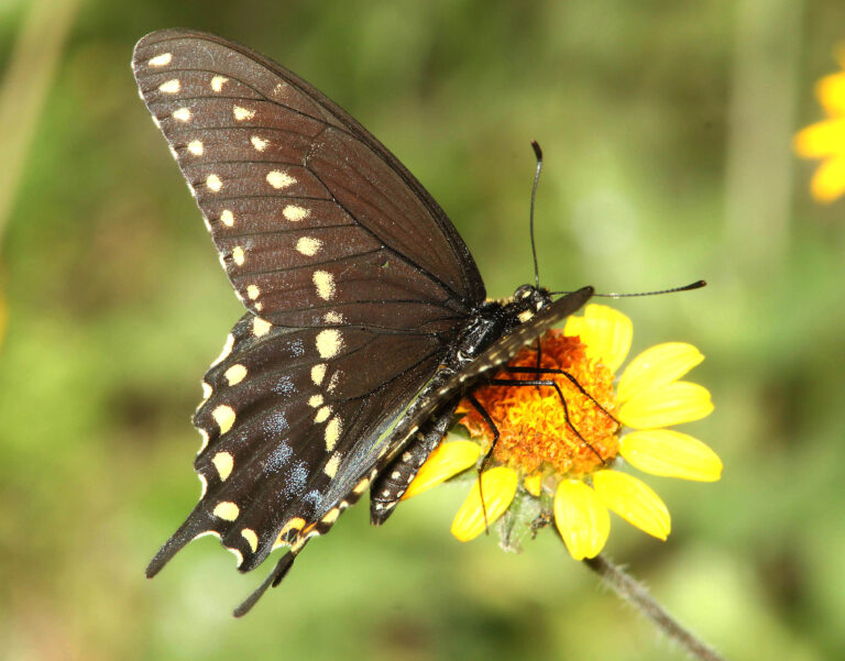 swallowtail, black (papilio polyxenes) (4 18 12) male, national butterfly center, mission, tx (1) (9420713195) Black Swallowtail