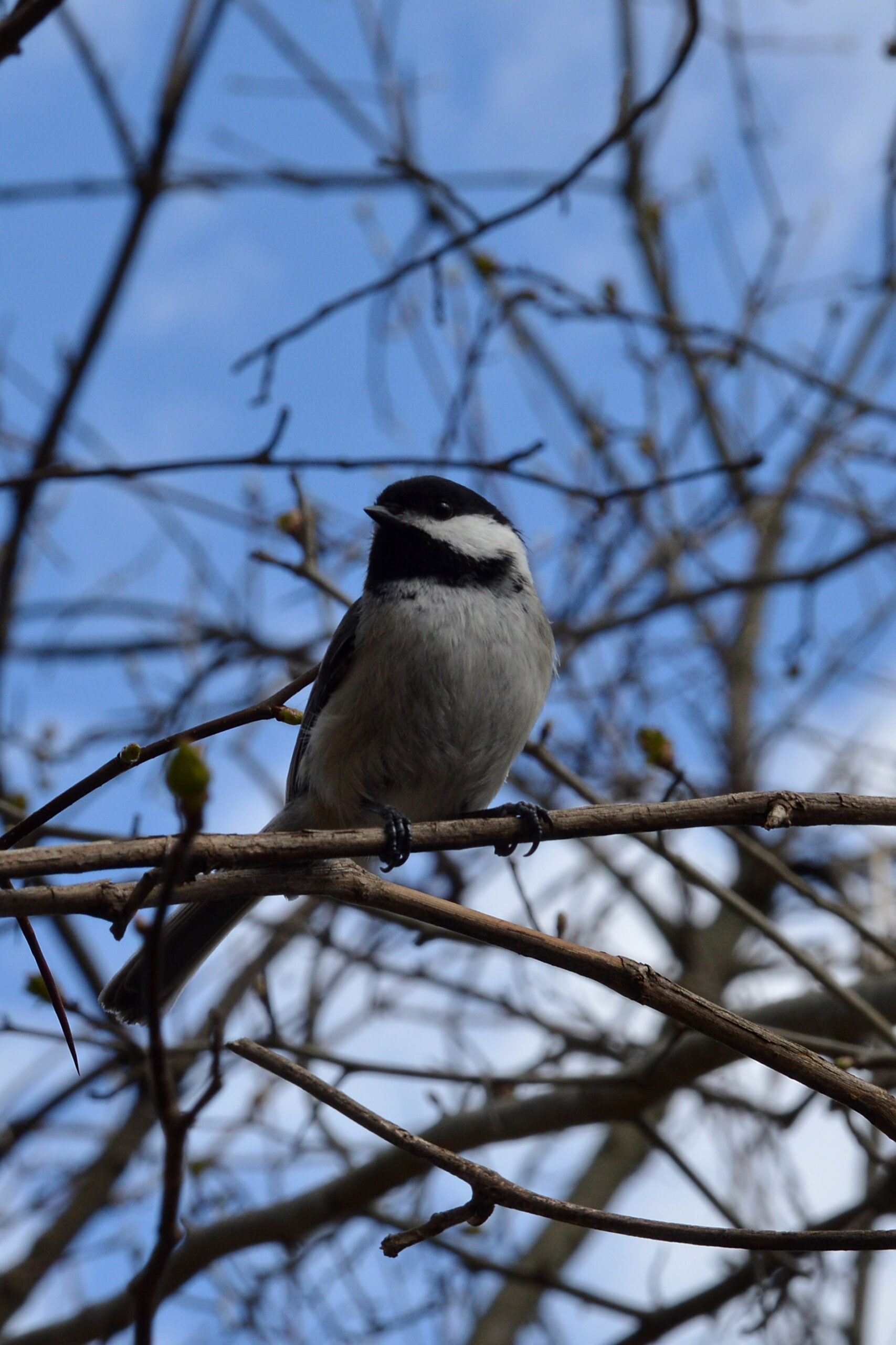 black capped chickadee (poecile atricapillus) mississauga, ontario 2019 04 24