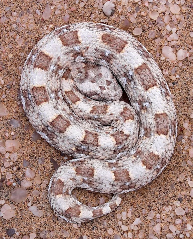 bitis caudalis00a