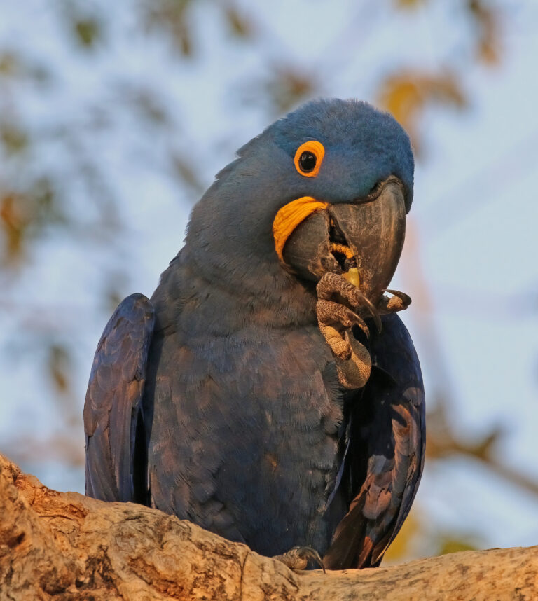 hyacinth macaw (anodorhynchus hyacinthinus) head hyacinth macaw (anodorhynchus hyacinthinus) head