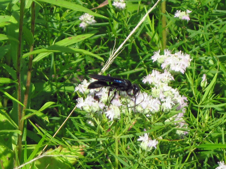 file:great black wasp, sphex pensylvanicus flickr gregthebusker.jpg file:great black wasp, sphex pensylvanicus flickr gregthebusker.jpg