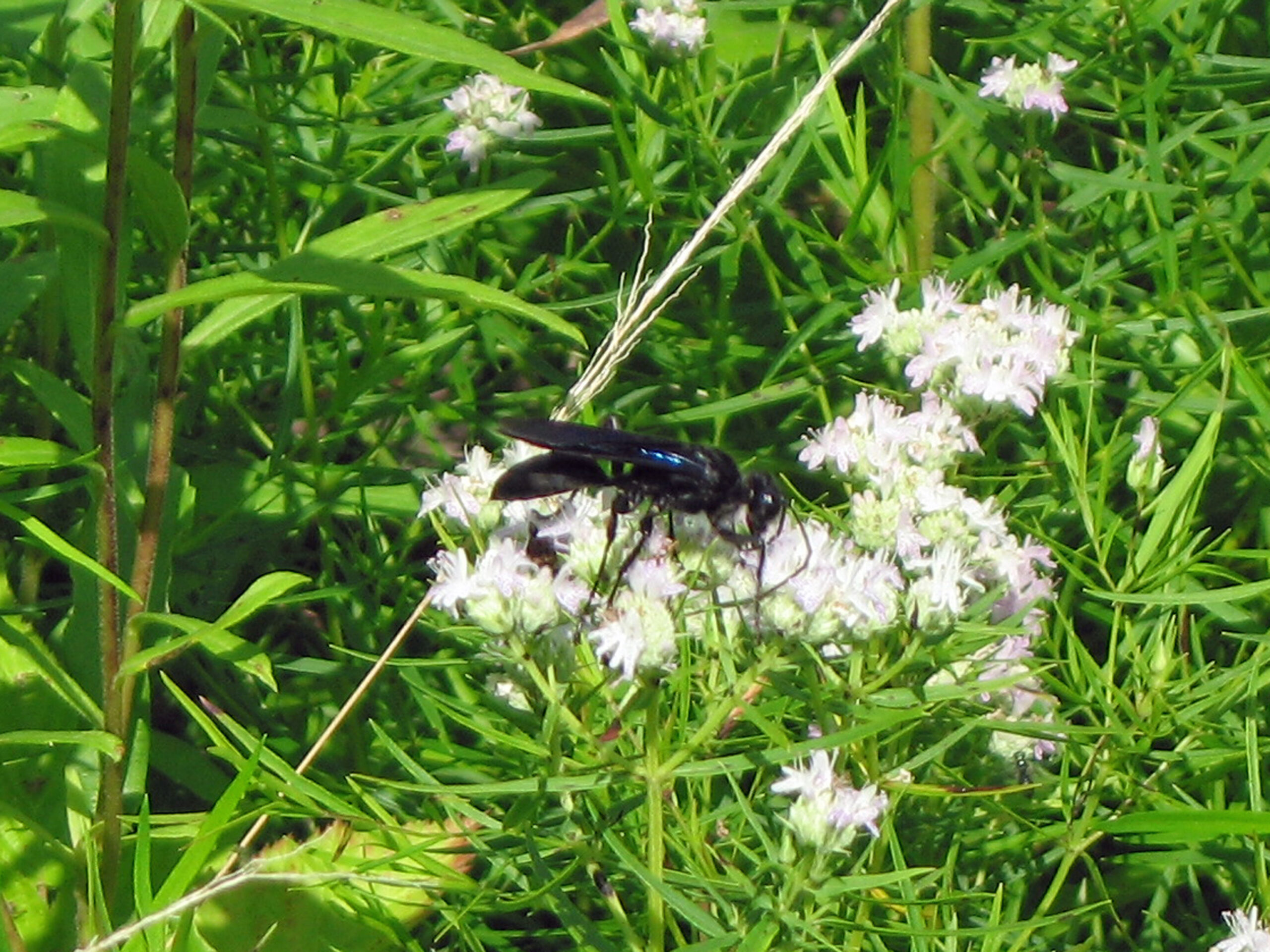 file:great black wasp, sphex pensylvanicus flickr gregthebusker.jpg file:great black wasp, sphex pensylvanicus flickr gregthebusker.jpg