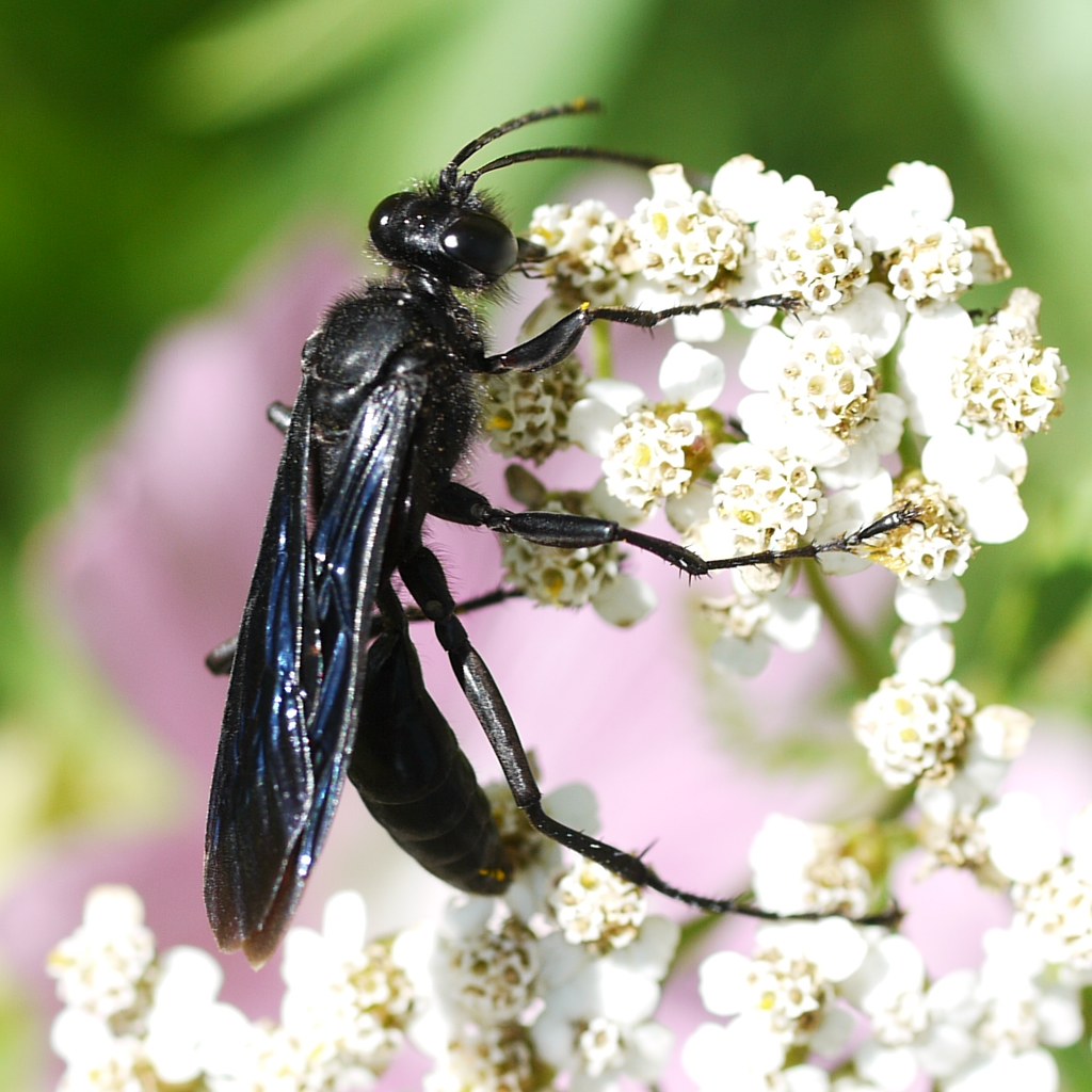 sphex pensylvanicus great black wasp sphex pensylvanicus great black wasp