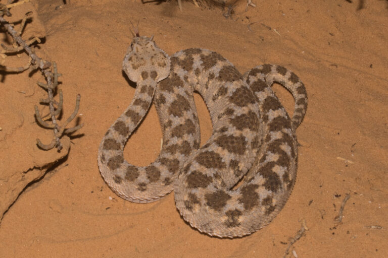 horned desert viper (cerastes cerastes), israel 01