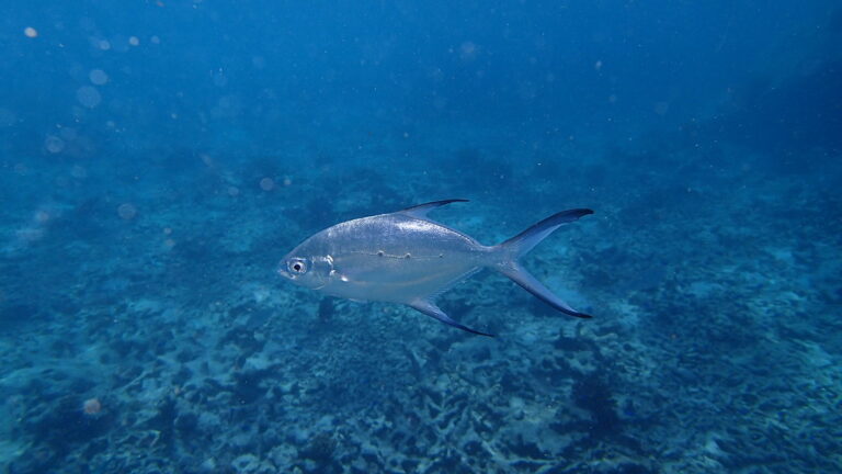 snorkeling seychelles octobre 2014 (37)